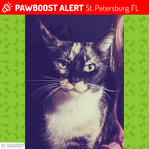 Lost Female Cat last seen Near 47th Ave N & 46th St N, St. Petersburg, FL 33714
