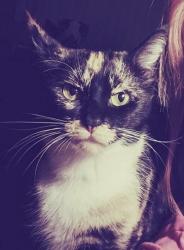 Lost Female Cat last seen Near 47th Ave N & 46th St N, St. Petersburg, FL 33714