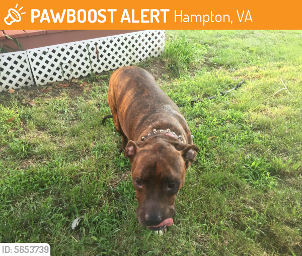 Found/Stray Unknown Dog last seen Beach Road, Hampton, VA, USA, Hampton, VA 23664