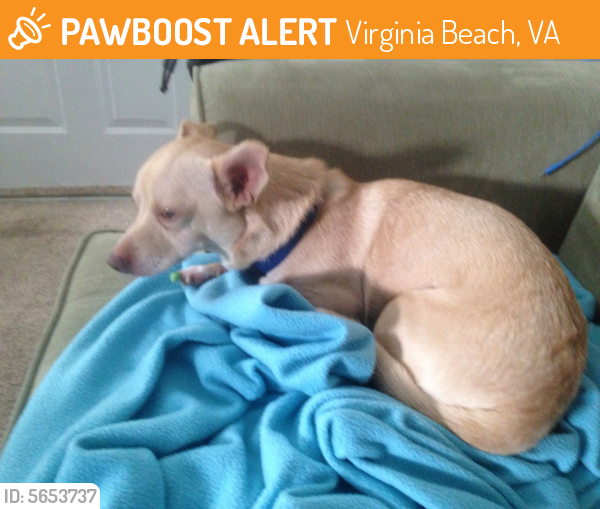 Found/Stray Male Dog last seen Near Lynnhaven Pkwy and S. Independence Blvd., Virginia Beach, VA 23453