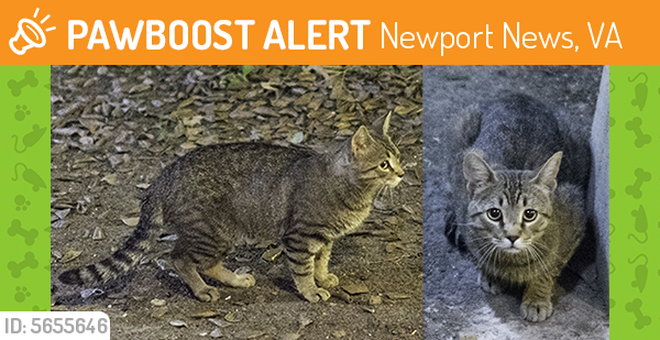 Found/Stray Unknown Cat last seen Near Jefferson Ave & Denbigh Blvd, Newport News, VA 23602