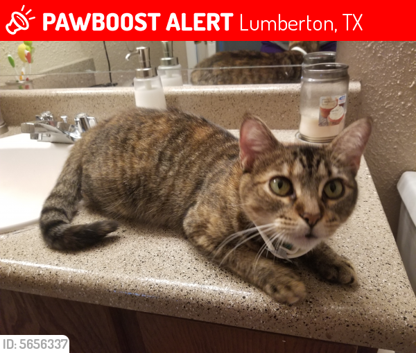 Lost Female Cat last seen Near Westchase Loop & Westfield Ln, Lumberton, TX 77657