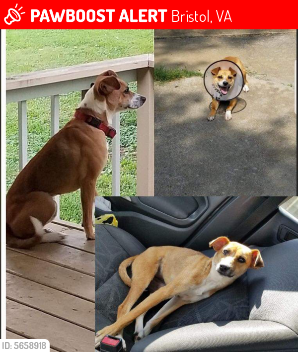 Lost Female Dog in Bristol, VA 24201 Named Smalls (ID 5658918) PawBoost