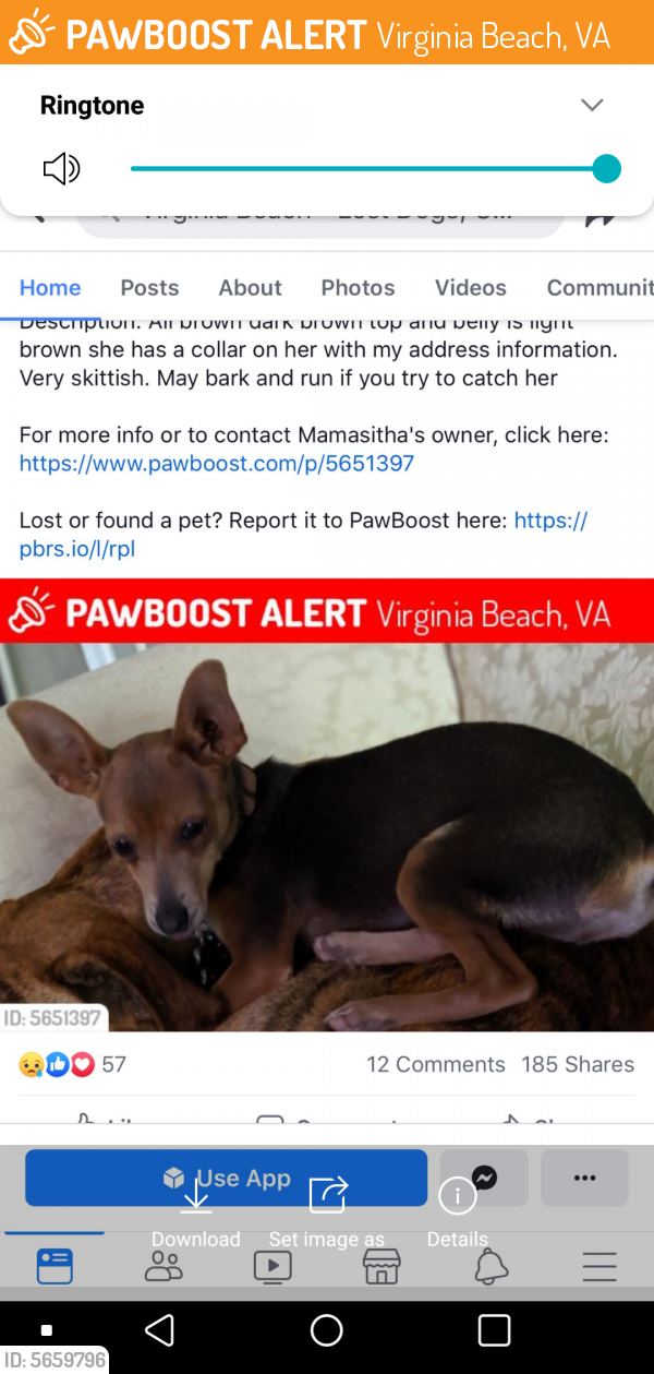 Found/Stray Female Dog last seen Near 25th St & Pacific Ave, Virginia Beach, VA 23451
