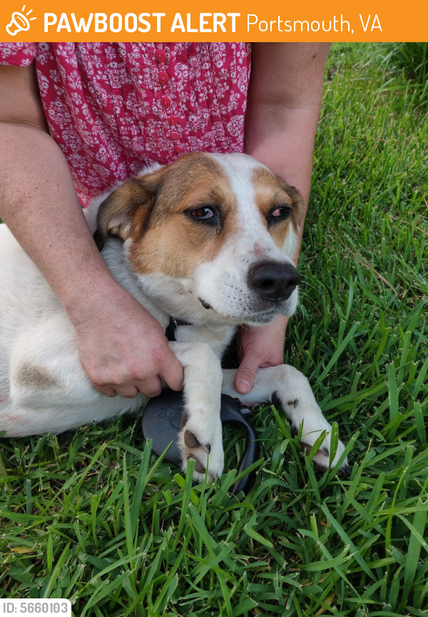 Found/Stray Unknown Dog last seen Near Amelia Ave & Race St, Portsmouth, VA 23707