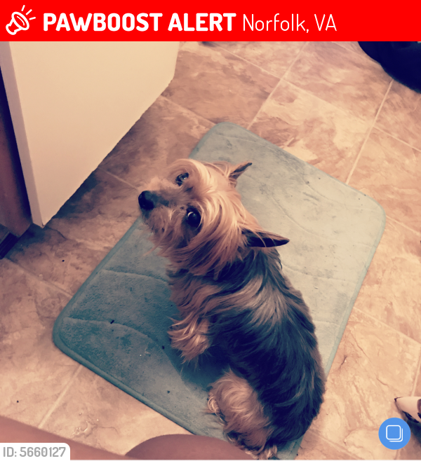 Lost Male Dog last seen Near Timothy Ave & Doris Dr, Norfolk, VA 23505