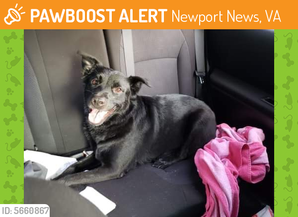 Found/Stray Female Dog last seen Near Nettles Dr & Oyster Point Rd, Newport News, VA 23602