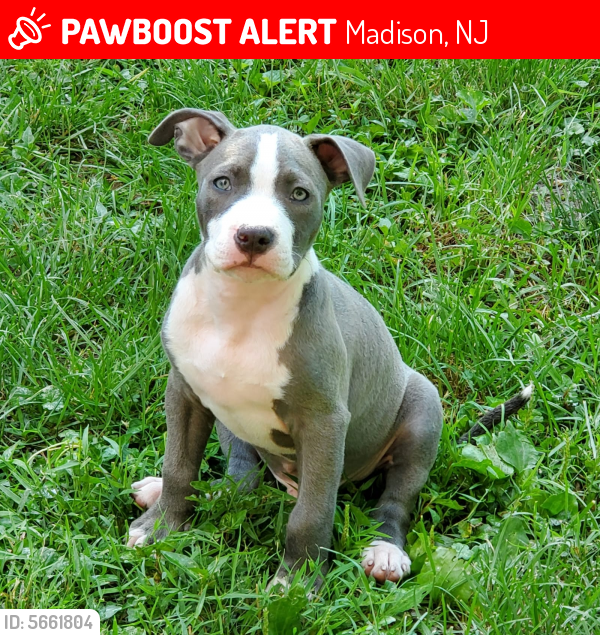 Lost Male Dog last seen Near Fairview Ave & Central Ave, Madison, NJ 07940