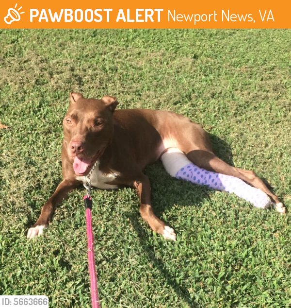 Found/Stray Female Dog last seen Near 34th St & Madison Ave, Newport News, VA 23607