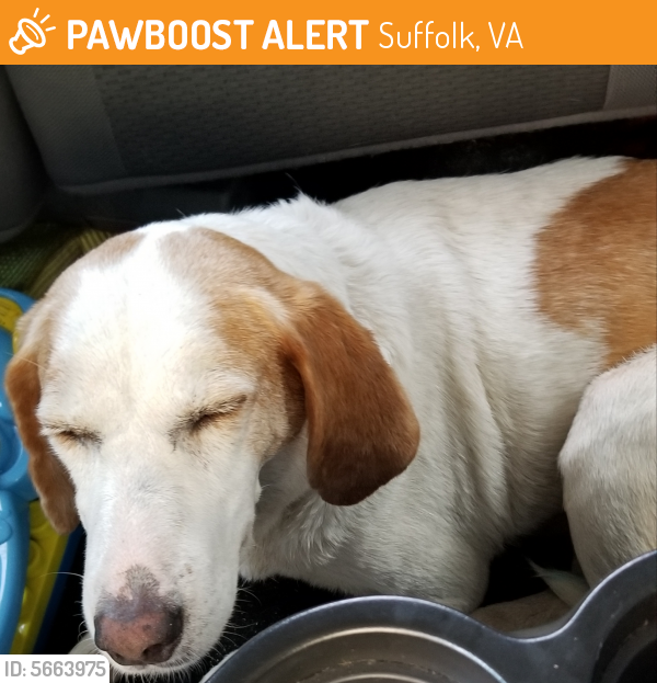 Found/Stray Female Dog last seen 58W, Suffolk, VA 23434