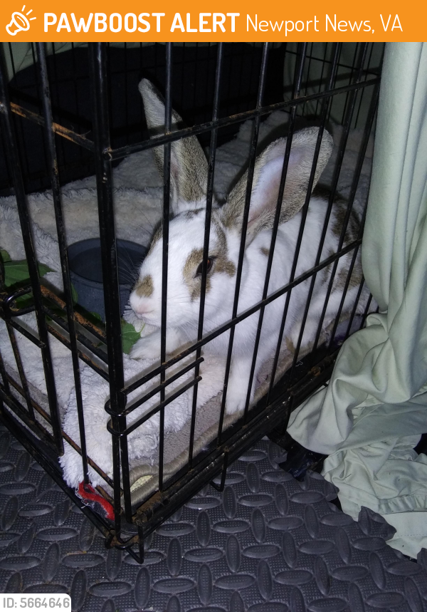 Found/Stray Unknown Rabbit last seen Near Arnold St & Orcutt Ave, Newport News, VA 23605