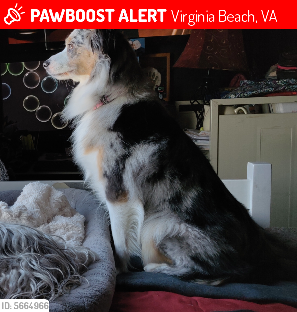 Lost Female Dog last seen Near Fair Meadows Rd & Virginia Beach Blvd, Virginia Beach, VA 23462