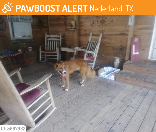 Found/Stray Male Dog last seen Near Price St & Jefferson St, Nederland, TX 77627