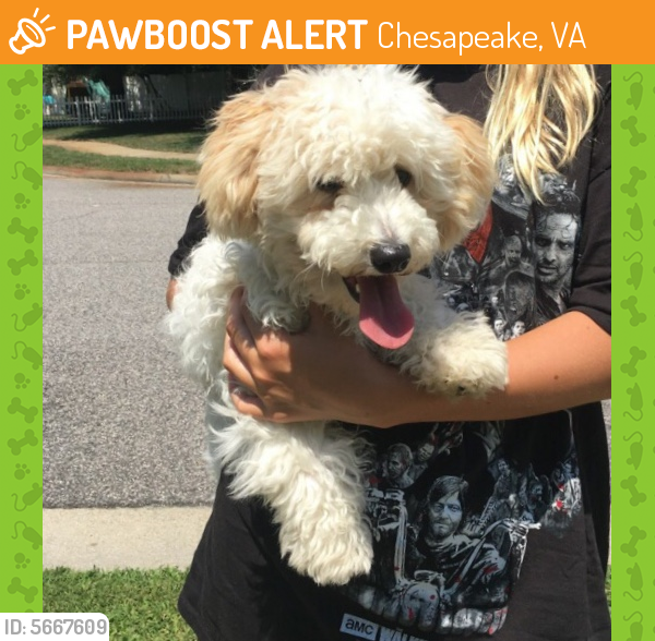 Found/Stray Female Dog last seen Near Fentress Loop & Helen Ave, Chesapeake, VA 23322
