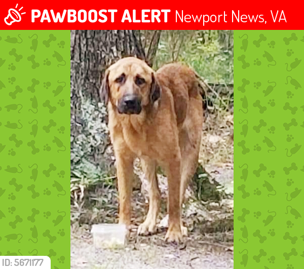 Lost Unknown Dog last seen Campsite Dr & Jefferson Ave, Newport News, VA 23602