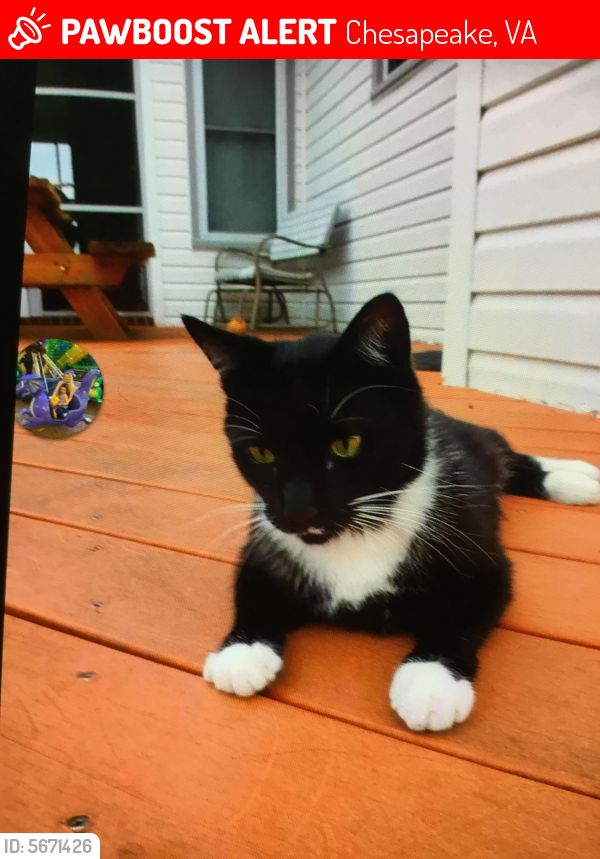 Lost Male Cat last seen Near Land of Promise Rd & Silvertown Ave, Chesapeake, VA 23322