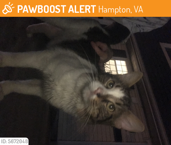 Found/Stray Unknown Cat last seen Near Goldsboro dr , Hampton, VA 23669