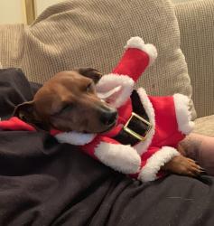 Reunited Female Dog last seen Wentworth /scoville, Tulare County, CA 93257