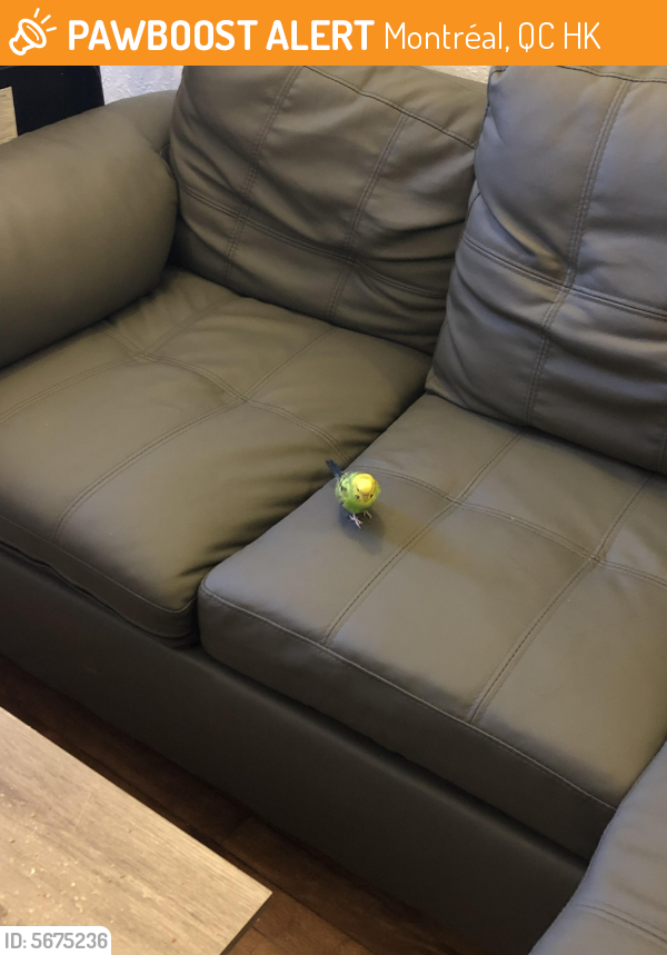 Found/Stray Female Bird last seen Rue Bercy, Montreal, QC, Canada, Montréal, QC H2K