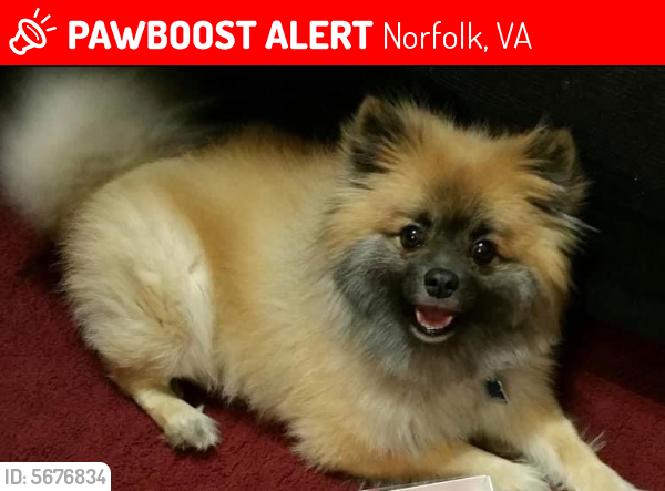 Lost Male Dog last seen Near Monticello Ave , Norfolk, VA 23510
