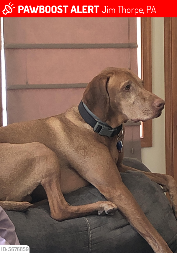 Lost Male Dog in Jim Thorpe, PA 18229 Named Max (ID: 5676859) | PawBoost