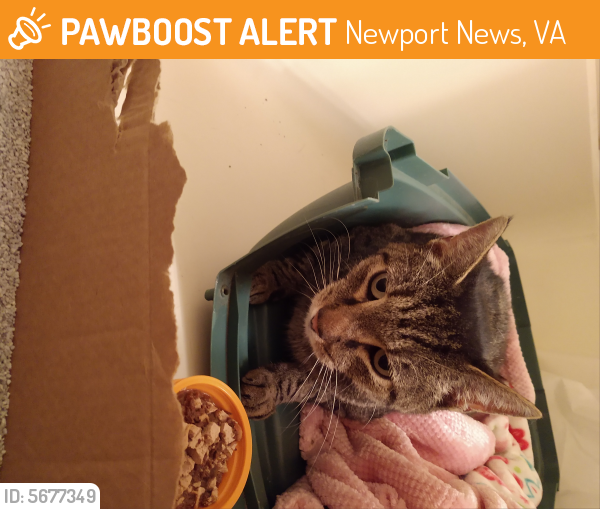 Found/Stray Unknown Cat last seen Near Bridgewater Dr & Misty Point Ln, Newport News, VA 23603