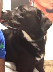 Reunited Female Dog last seen Near S 2nd East St & E Sunset Ave, South Salt Lake, UT 84115