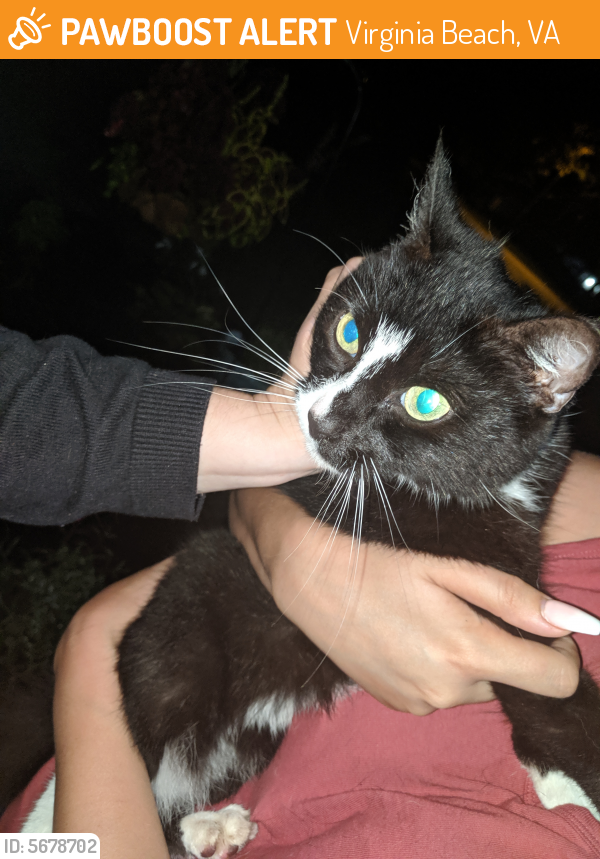 Found/Stray Unknown Cat last seen Near Capital Hill Ln & Ole Towne Ln, Virginia Beach, VA 23452
