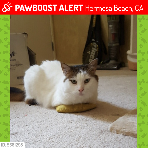 Lost Female Cat last seen Near Prospect Ave & 15th St, Hermosa Beach, CA 90254