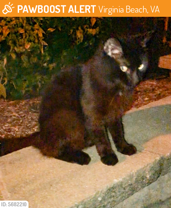 Found/Stray Male Cat last seen Near 24th St & Mediterranean Ave, Virginia Beach, VA 23451