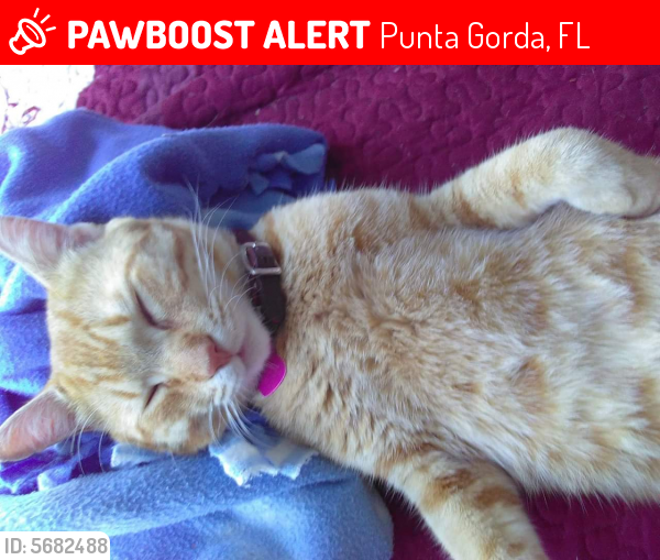 Lost Male Cat last seen Near Regent Rd & Duncan Rd, Punta Gorda, FL 33950