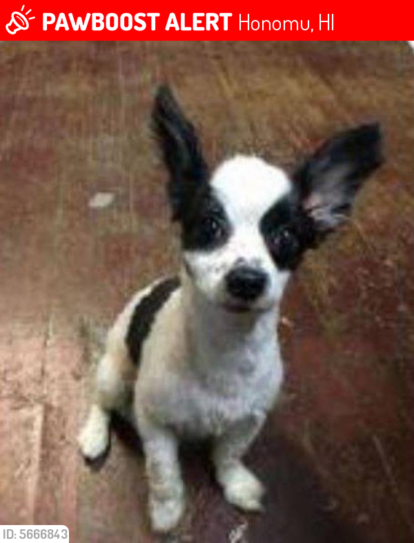 Lost Male Dog last seen by the back of the zip line building, Honomu, HI 96728