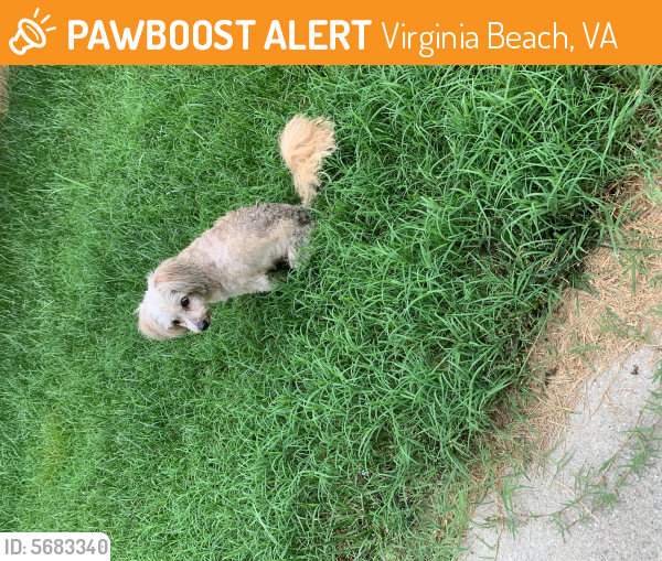 Found/Stray Unknown Dog last seen Near Raynor Dr & Keaton Ct, Virginia Beach, VA 23456