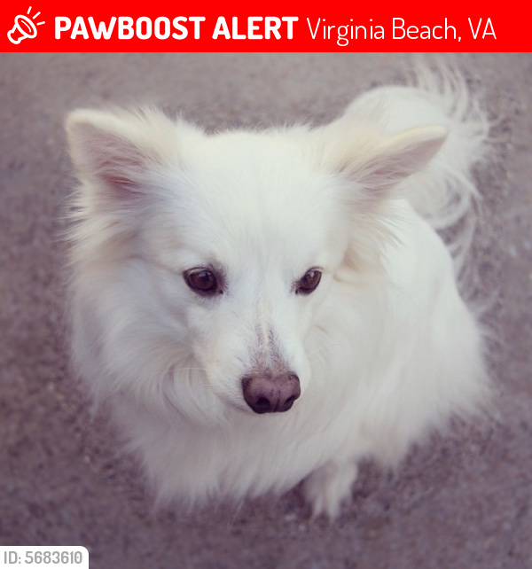 Lost Male Dog last seen Near Dylan Dr & Jagger Ct, Virginia Beach, VA 23464