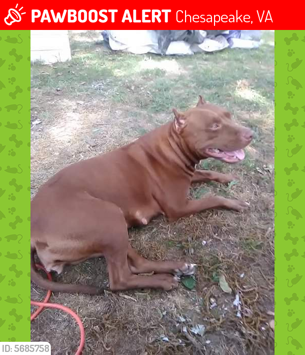 Lost Female Dog last seen Holly Cove. Chesapeake VA, Chesapeake, VA 23321