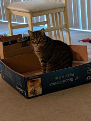 Reunited Female Cat last seen 105th and Cicero (behind McDonald's), Oak Lawn, IL 60453