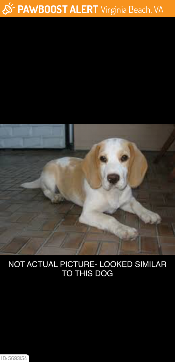 Found/Stray Unknown Dog last seen lynnhaven mall, Virginia Beach, VA 23456