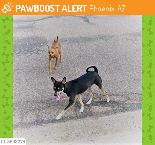 Found/Stray Male Dog last seen 7th Ave & Indian School, Phoenix, AZ 85004