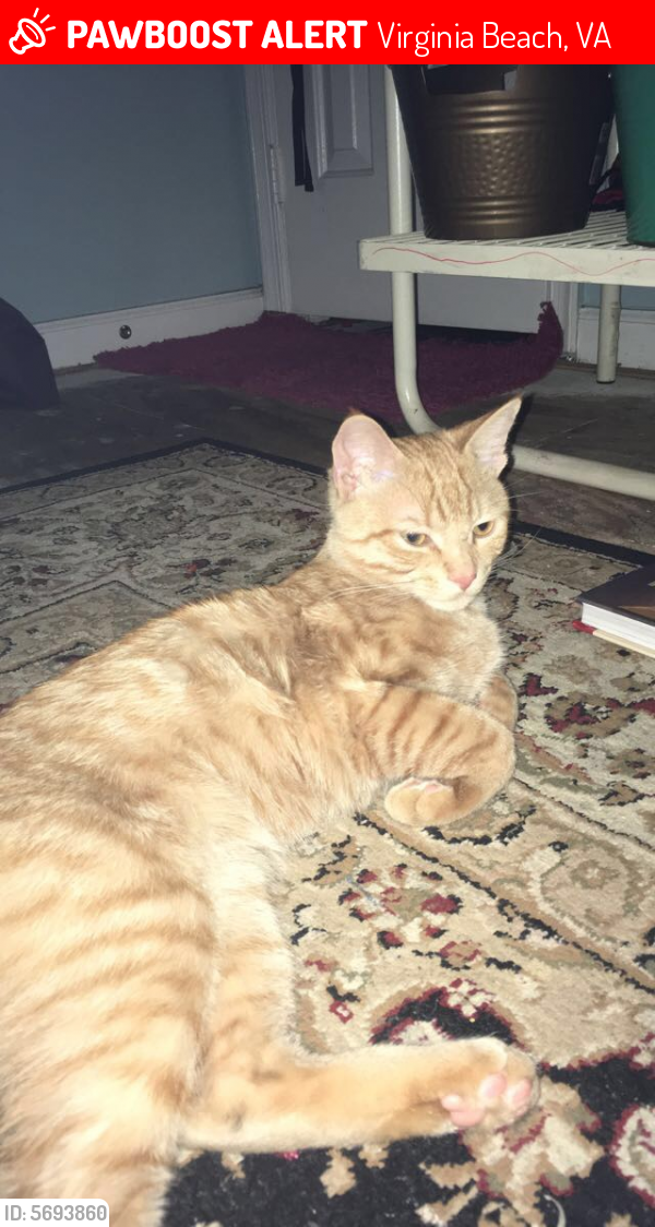 Lost Male Cat last seen ferrell parkway and pleasent valley road, Virginia Beach, VA 23464
