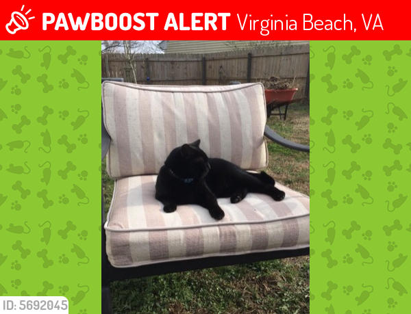 Lost Female Cat last seen Damn Neck Rd & Rosemont Rd, Virginia Beach, VA 23453