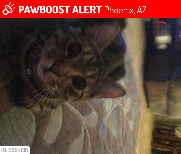 Lost Male Cat last seen 19th Ave and Union Hills, Phoenix, AZ 85023