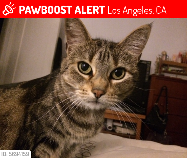 Lost Female Cat last seen Avenue 56 and Stratford in Highland Park area, Los Angeles, CA 90042