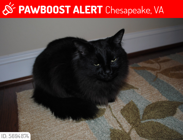 Lost Male Cat last seen  Culpepper Landing, Chesapeake , Chesapeake, VA 23323