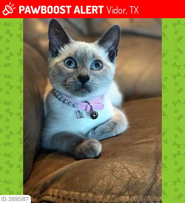 Lost Female Cat last seen Orange street, Vidor, TX 77662