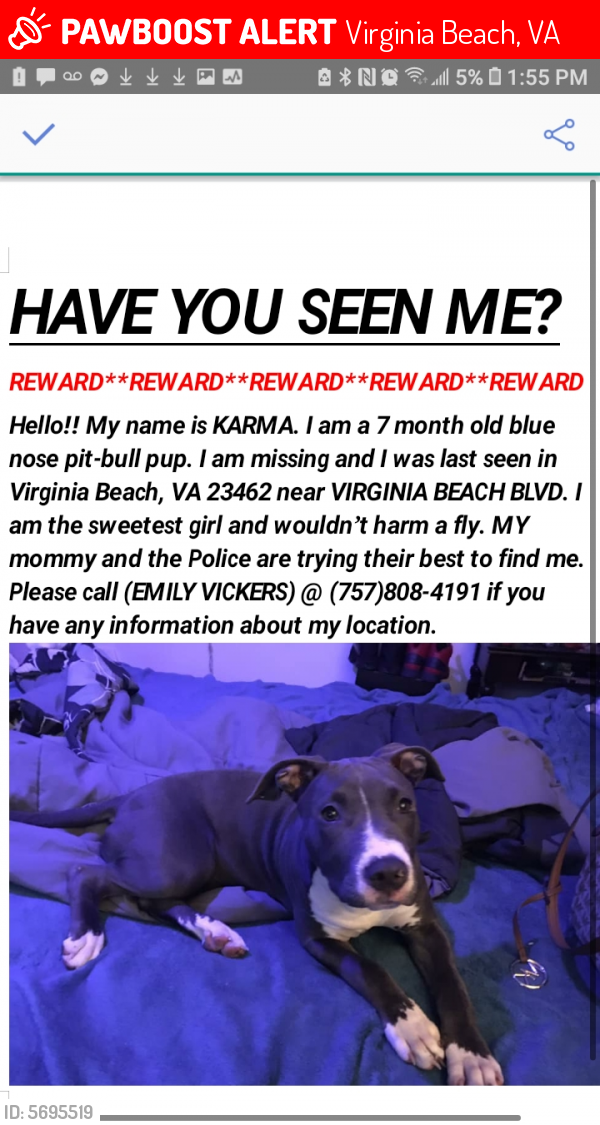 Lost Female Dog last seen Virginia beach blvd, Virginia Beach, VA 23462