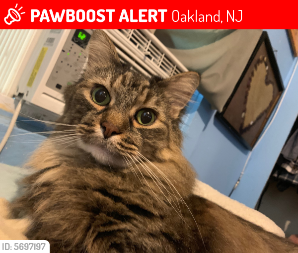 Lost Female Cat last seen Near riverside dr oakland nj, Oakland, NJ 07436