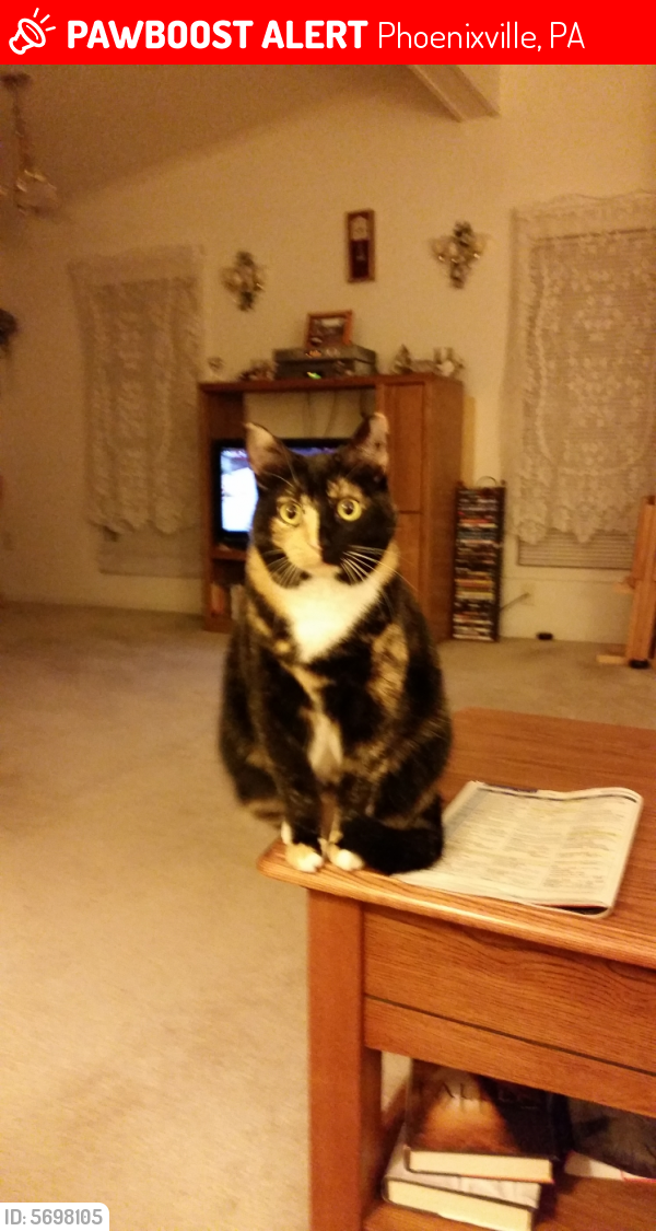 Lost Female Cat last seen Pothouse Rd, Phoenixville, PA 19460