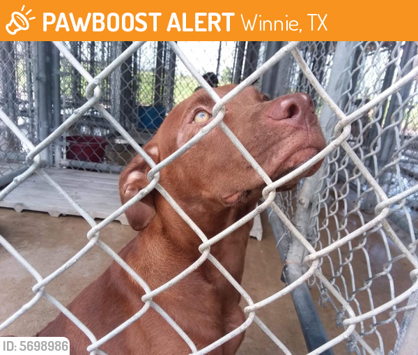 Rehomed Female Dog last seen Winnie Community Hospital, Winnie, TX 77665