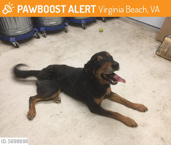 Found/Stray Male Dog last seen Blackwater road and Indian Creek Road, Virginia Beach, VA 23457