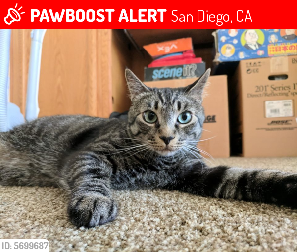 Lost Male Cat in San Diego, CA 92131 Named Z (ID 5699687) PawBoost